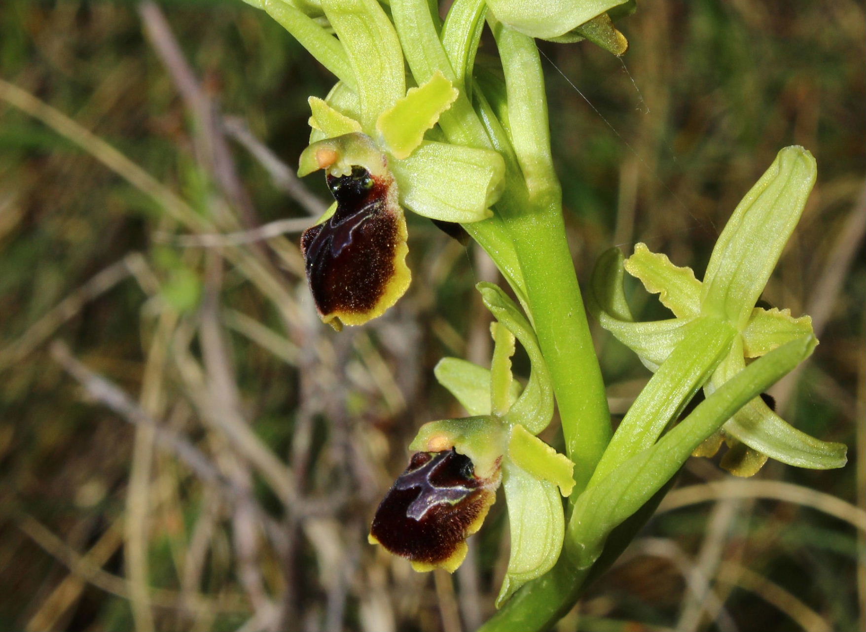 Orchidee dell''Imperiese